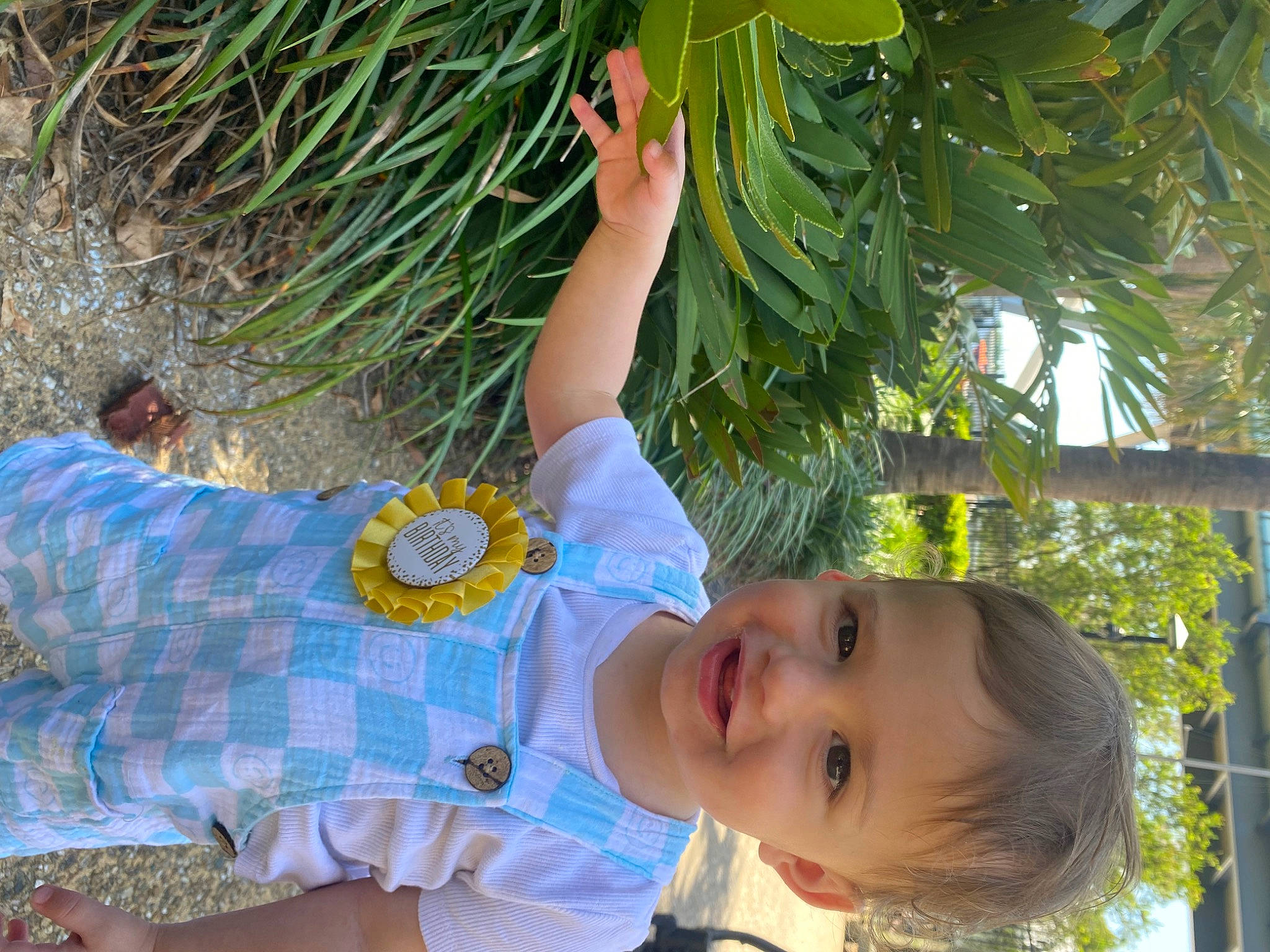 Gray is registered to the contest to win money with this photo: adaptation, arecales, baby_toddler_clothing, botany, fun, grass, happy, joy, leaf, leisure, palm_tree, people, people_in_nature, person, plant, smile, summer, terrestrial_plant, toddler, tree