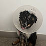 Ahava is registered to the contest to win money with this photo: dog, cone, protective_collar, pet, animal, carpet, indoor, sitting, black_fur, brown_fur, white_fur, cute, looking_up, ears, tongue_out, wall, floor, domestic, companion, portrait