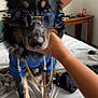 Ahava is registered to the contest to win money with this photo: dog, sunglasses, blue_hoodie, gold_chain, bed, hand, reflection, person, indoor, furniture, blanket, casual_clothing, black_fur, brown_fur, white_fur, pet_accessory, portrait, cute, animal, companion