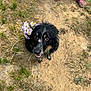 dog, black_dog, wildflowers, outdoor, grass, dirt, looking_up, happy, pet, nature, animal, ears, mouth_open, eyes, fluffy, canine, summer, person_feet, red_shoes, ground