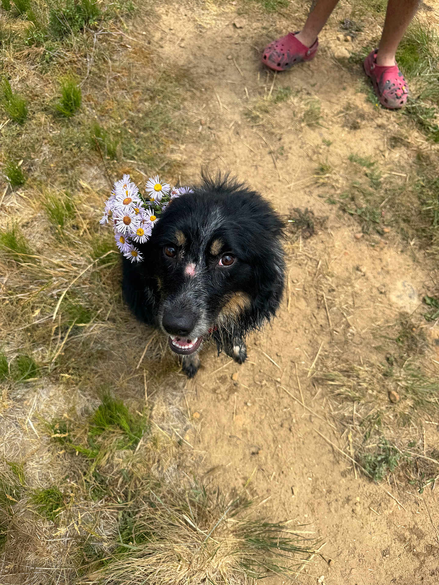 Ahava joined the competition — help win amazing prizes! dog, black_dog, wildflowers, outdoor, grass, dirt, looking_up, happy, pet, nature, animal, ears, mouth_open, eyes, fluffy, canine, summer, person_feet, red_shoes, ground