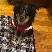 Ahava is registered to the contest to win money with this photo: dog, pet, animal, black_fur, brown_fur, white_fur, sitting, blanket, patterned_blanket, paw_prints, hearts, wooden_floor, leather_couch, indoor, festive_clothing, red_clothing, happy, smiling, cute, holiday