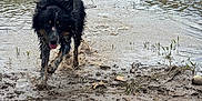 Ahava joined the competition — help win amazing prizes! dog, mud, water, riverbank, forest, grass, wet, outdoor, nature, animal, canine, running, playful, muddy, splash, person, leash, rocks, greenery, landscape