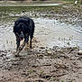 dog, mud, water, riverbank, forest, grass, wet, outdoor, nature, animal, canine, running, playful, muddy, splash, person, leash, rocks, greenery, landscape