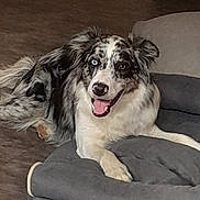 Vita participe au concours pour gagner de l'argent avec cette photo : animal, australian_shepherd, bed, blue_eye, brown_eye, canine, dog, domestic_animal, ears, fur, happy, heterochromia, indoor, laying_down, nose, paw, pet, relaxed, smiling, tongue_out