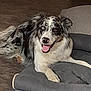 animal, australian_shepherd, bed, blue_eye, brown_eye, canine, dog, domestic_animal, ears, fur, happy, heterochromia, indoor, laying_down, nose, paw, pet, relaxed, smiling, tongue_out