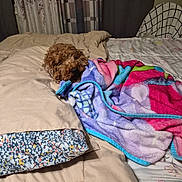 Chico joined the competition — help win amazing prizes! dog, blanket, bed, bedding, pillow, curtains, floral, cozy, indoors, resting, sleeping, pet, fur, canine, home, comfort, snuggled, colorful, soft, relaxation