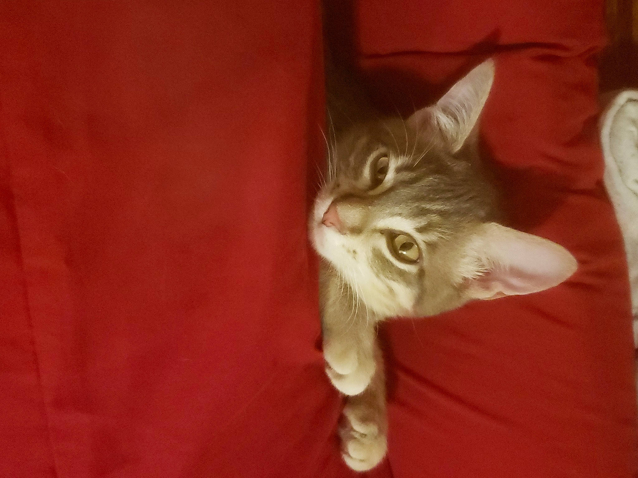 Loki joined the competition — help win amazing prizes! carnivore, cat, claw, domestic_short_haired_cat, ear, fawn, felidae, foot, fur, musical_instrument, paw, small_to_medium_sized_cats, snout, tail, whiskers, wood