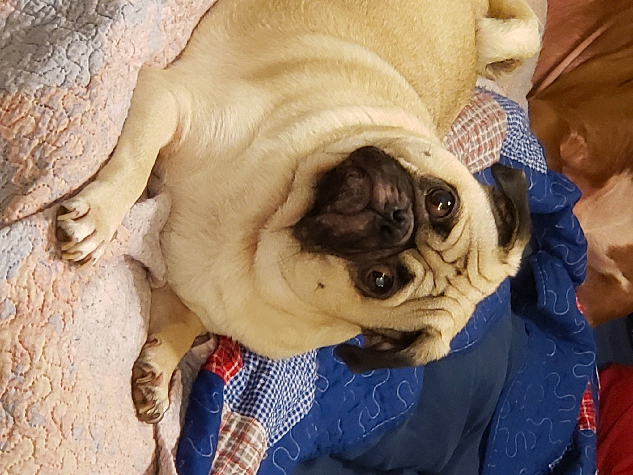 Thor joined the competition — help win amazing prizes! canidae, carnivore, companion_dog, dog, dog_breed, fawn, non_sporting_group, ori_pei, pug, puppy, puppy_love, skin, snout, toy_dog, wrinkle