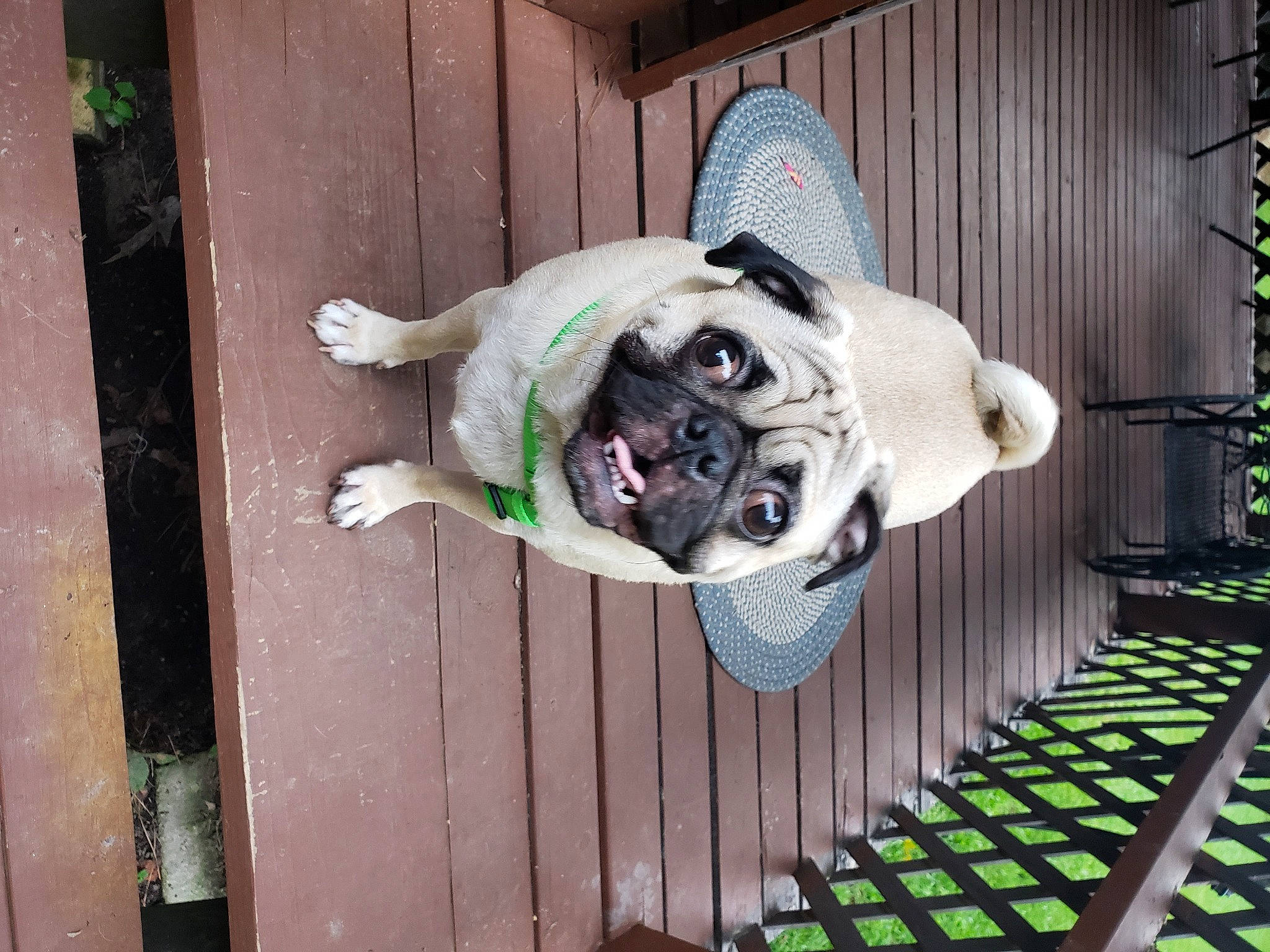 Thor joined the competition — help win amazing prizes! canidae, carnivore, companion_dog, dog, dog_breed, fawn, pug, snout, toy_dog