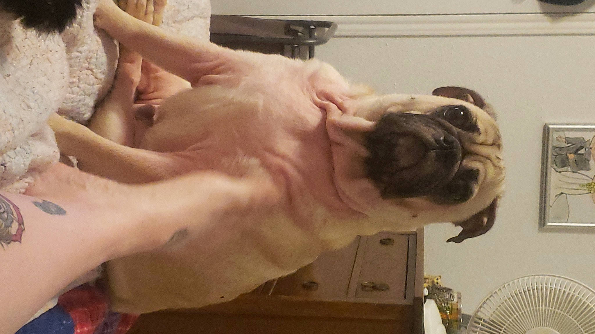 Thor is registered to the contest to win money with this photo: abdomen, carnivore, chest, collar, companion_dog, dog, dog_breed, elbow, fawn, foot, gesture, human_leg, jaw, knee, nail, snout, thumb, trunk, working_animal, wrist