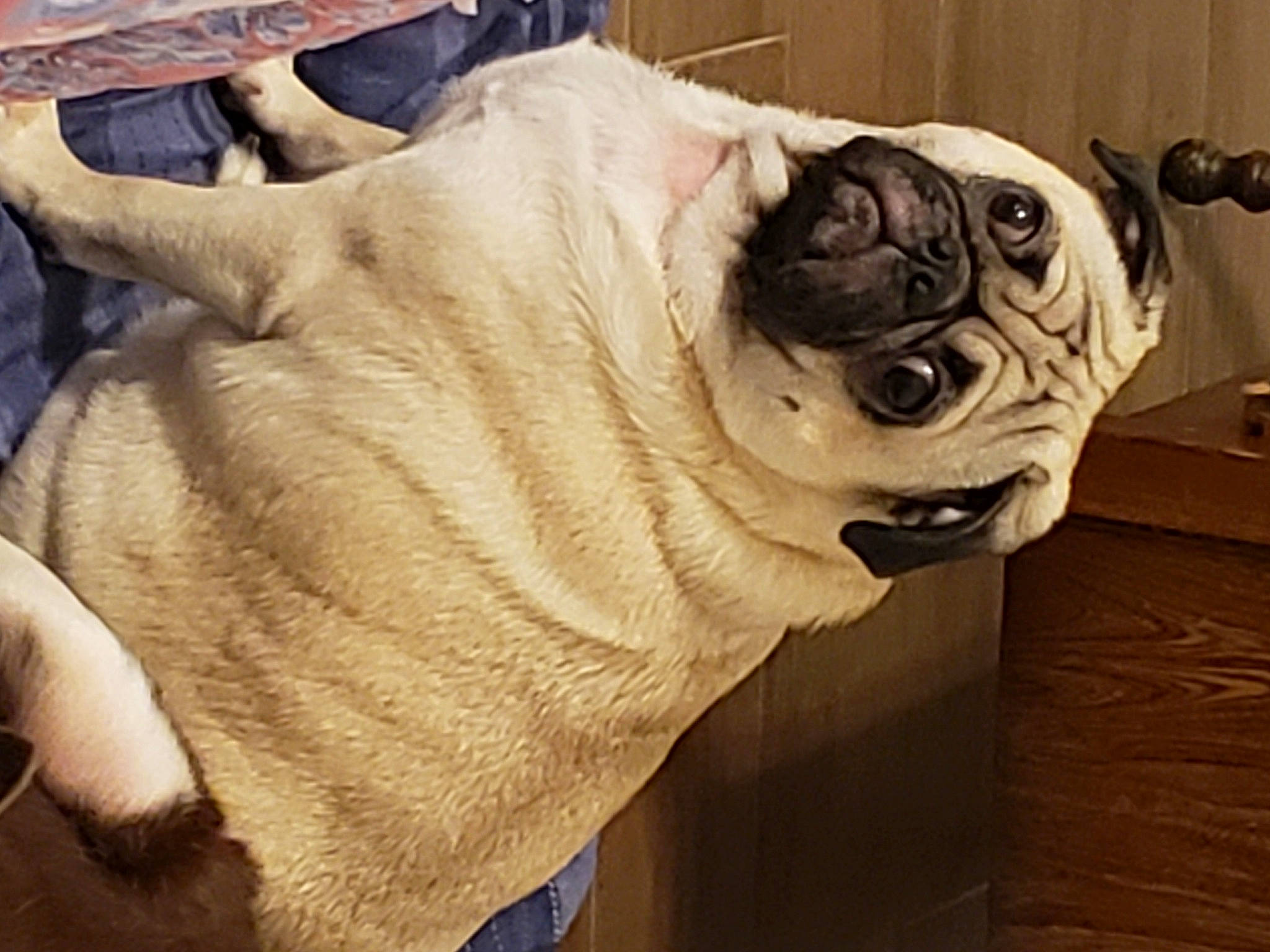 Thor is registered to the contest to win money with this photo: british_bulldogs, canidae, carnivore, companion_dog, dog, dog_breed, fawn, non_sporting_group, old_english_bulldog, olde_english_bulldogge, pug, puppy_love, snout, toy_bulldog, toy_dog, wrinkle