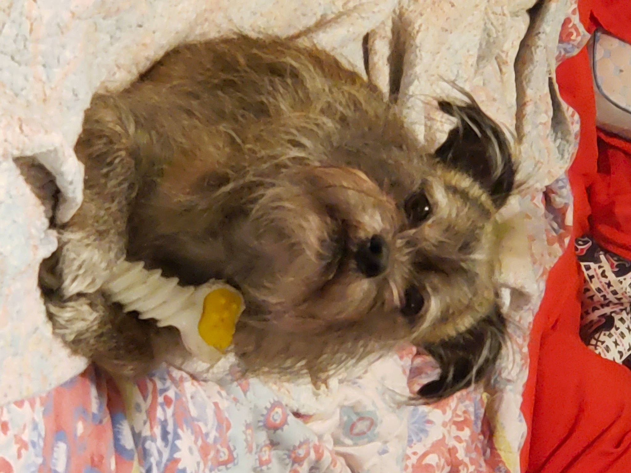 M J is registered to the contest to win money with this photo: affenpinscher, bolonka, cairn_terrier, canidae, carnivore, chinese_imperial_dog, dog, dog_breed, griffon_bruxellois, mammal, miniature_schnauzer, morkie, puppy, schnauzer, schnoodle, shih_tzu, snout, sporting_group, terrier, toy_dog