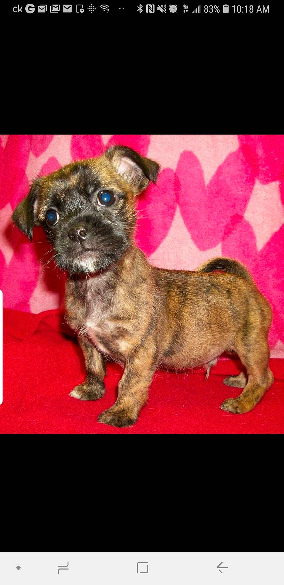 M J is registered to the contest to win money with this photo: border_terrier, cairn_terrier, canidae, carnivore, dog, dog_breed, fawn, mammal, morkie, puppy, rare_breed_dog, vertebrate