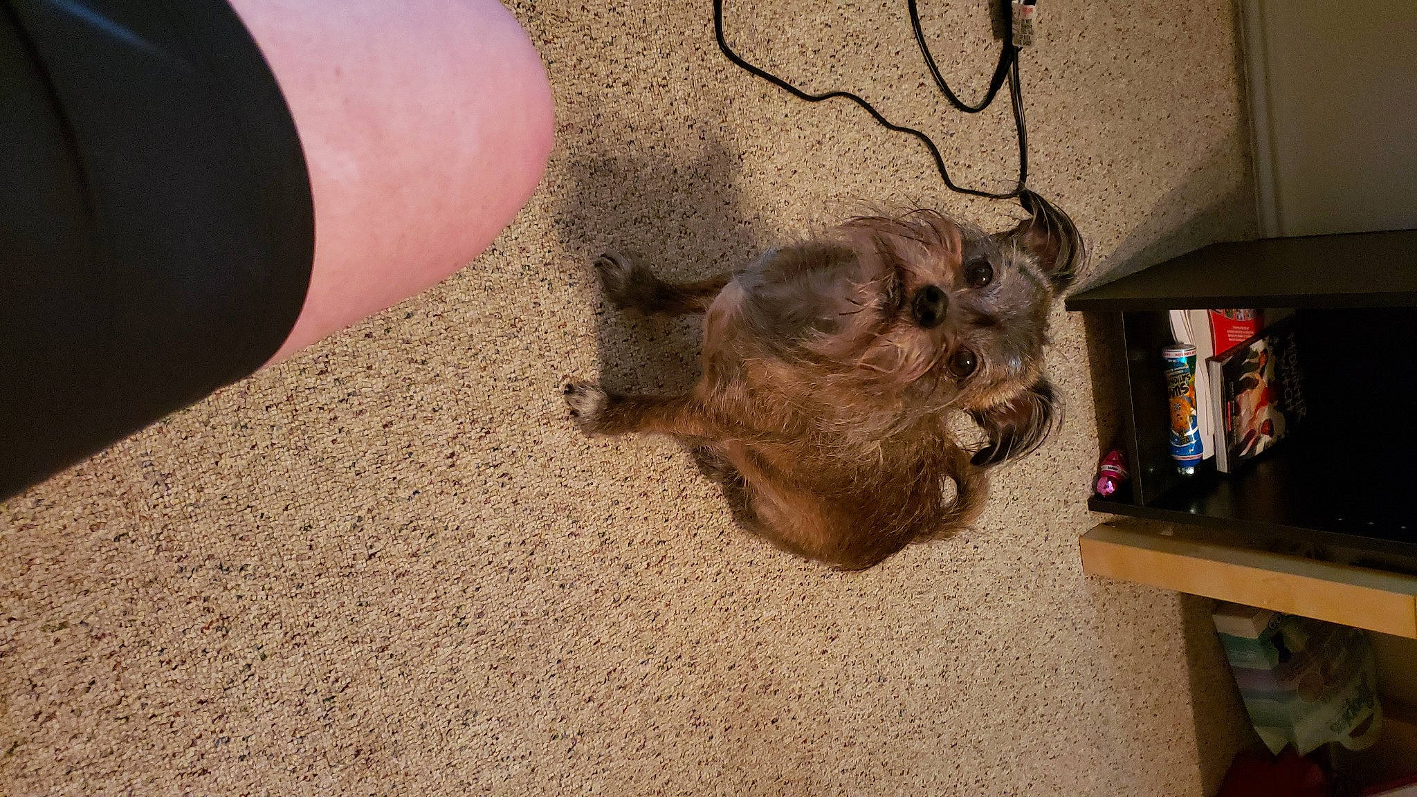 M J is registered to the contest to win money with this photo: canidae, carnivore, degu, dog, dog_breed, fawn, mammal, morkie, norfolk_terrier, prairie_dog, puppy, sporting_group, terrier