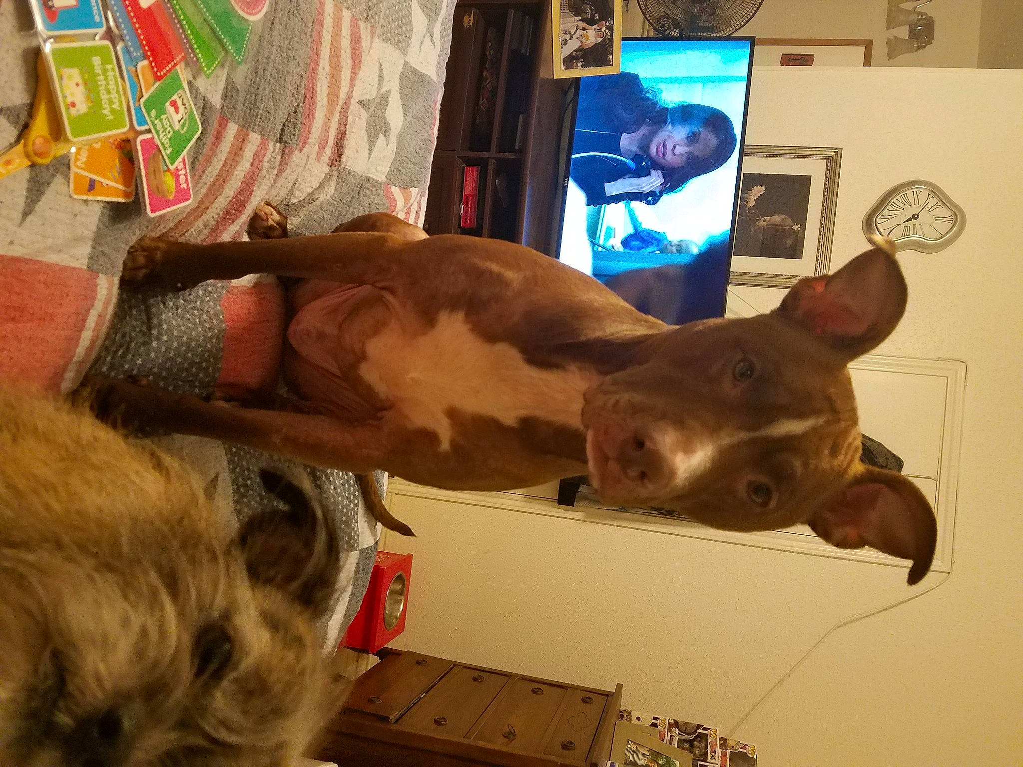 Ace joined the competition — help win amazing prizes! canidae, carnivore, cat, devon_rex, dog_breed, ear, fawn, felidae, small_to_medium_sized_cats, weimaraner, whiskers