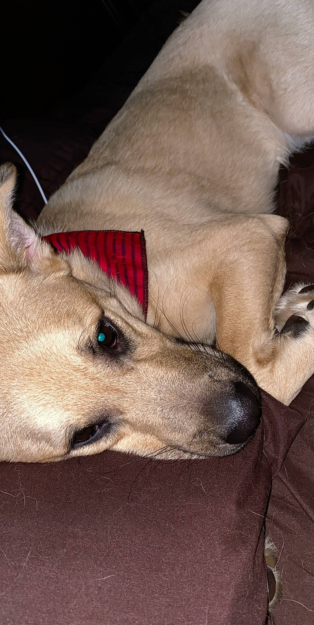 Oden joined the competition — help win amazing prizes! aspin, canidae, carnivore, dog, dog_breed, fawn, galgo_espanol, greyhound, hortaya_borzaya, longhaired_whippet, lurcher, mammal, potcake_dog, silken_windhound, snout, vertebrate, whippet