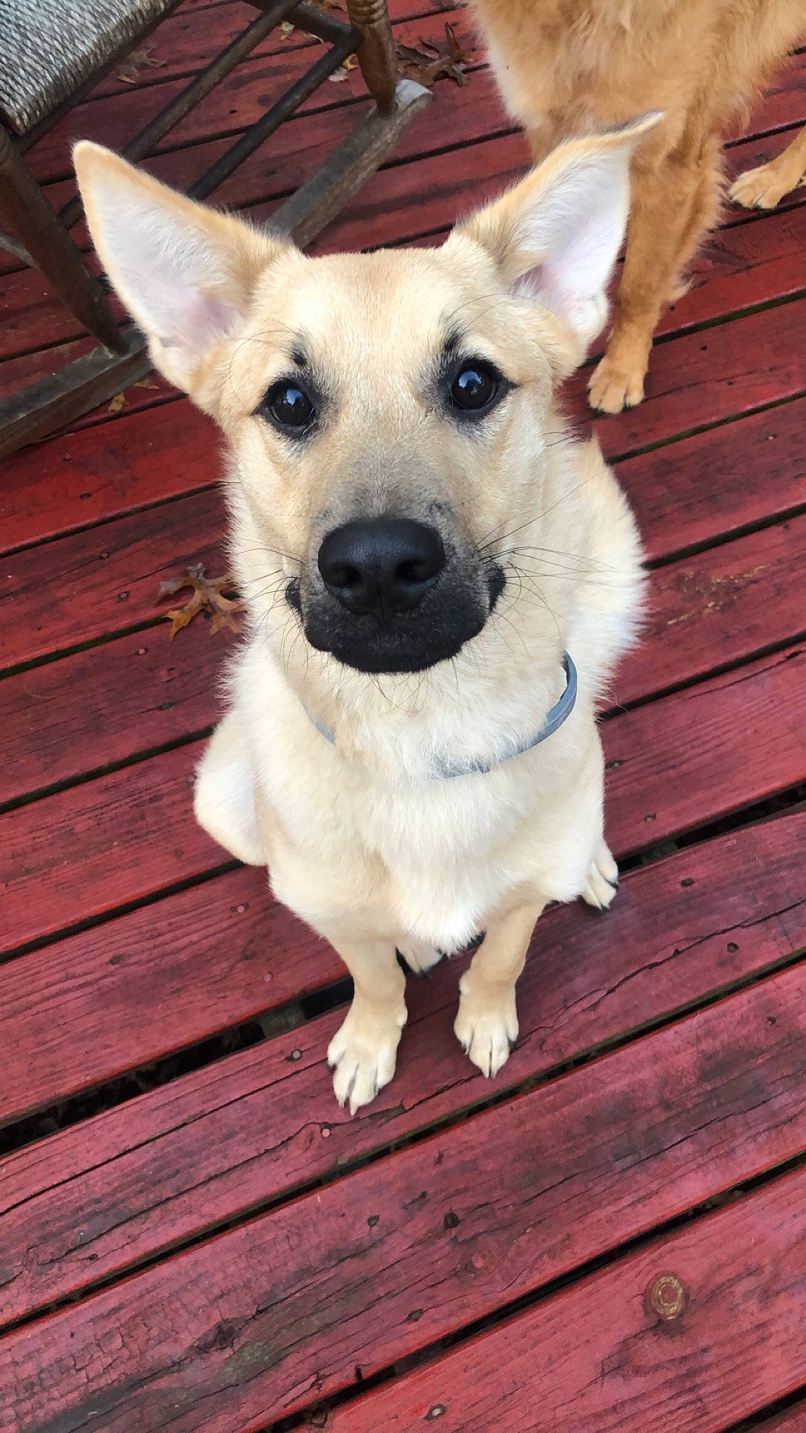 Oden joined the competition — help win amazing prizes! canidae, carnivore, carolina_dog, dog, dog_breed, fawn, mammal, norwegian_buhund, pariah_dog, puppy, rare_breed_dog, snout, sporting_group, street_dog, vertebrate, whiskers, working_dog