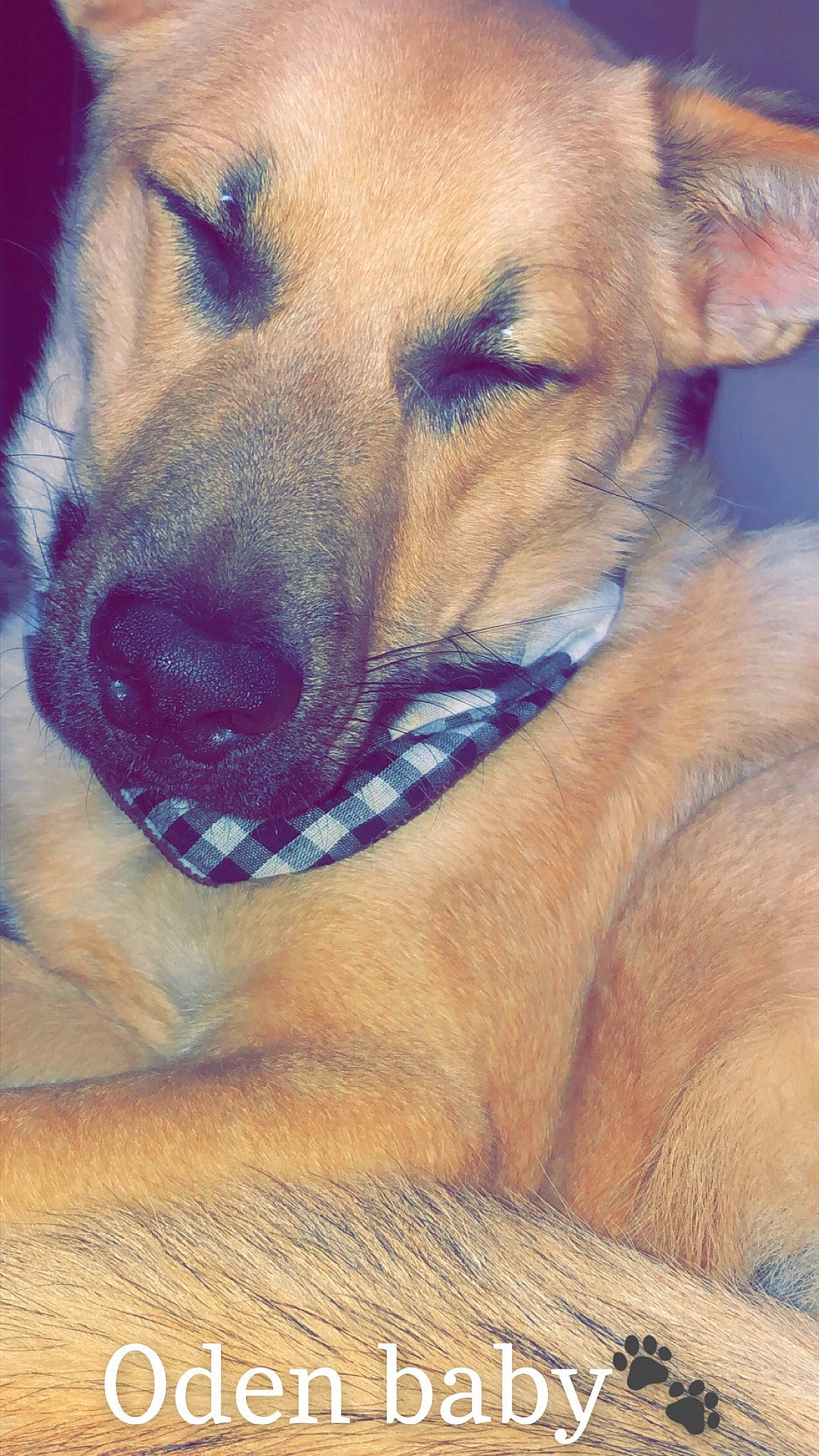 Oden joined the competition — help win amazing prizes! black_mouth_cur, canidae, carnivore, chinook, companion_dog, dog, dog_breed, eye, fawn, labrador_retriever, mammal, nose, potcake_dog, puppy, rare_breed_dog, snout, sporting_group, street_dog, vertebrate, whiskers