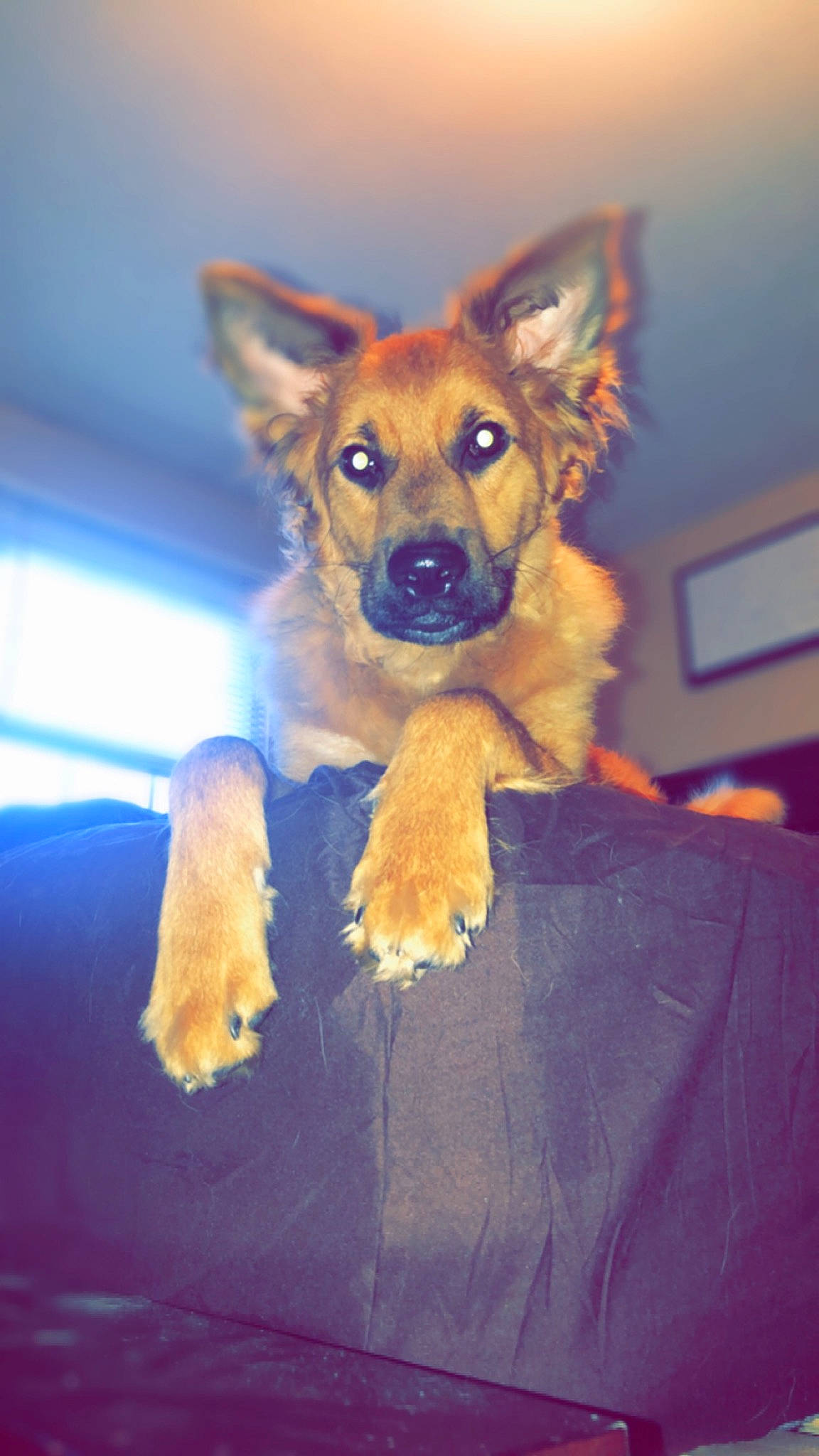 Ty Bear is registered to the contest to win money with this photo: canidae, carnivore, dog, dog_breed, east_european_shepherd, fawn, german_shepherd_dog, king_shepherd, kunming_wolfdog, mammal, old_german_shepherd_dog, police_dog, puppy, rare_breed_dog, shiloh_shepherd_dog, snout, sporting_group, vertebrate, wolfdog, working_dog