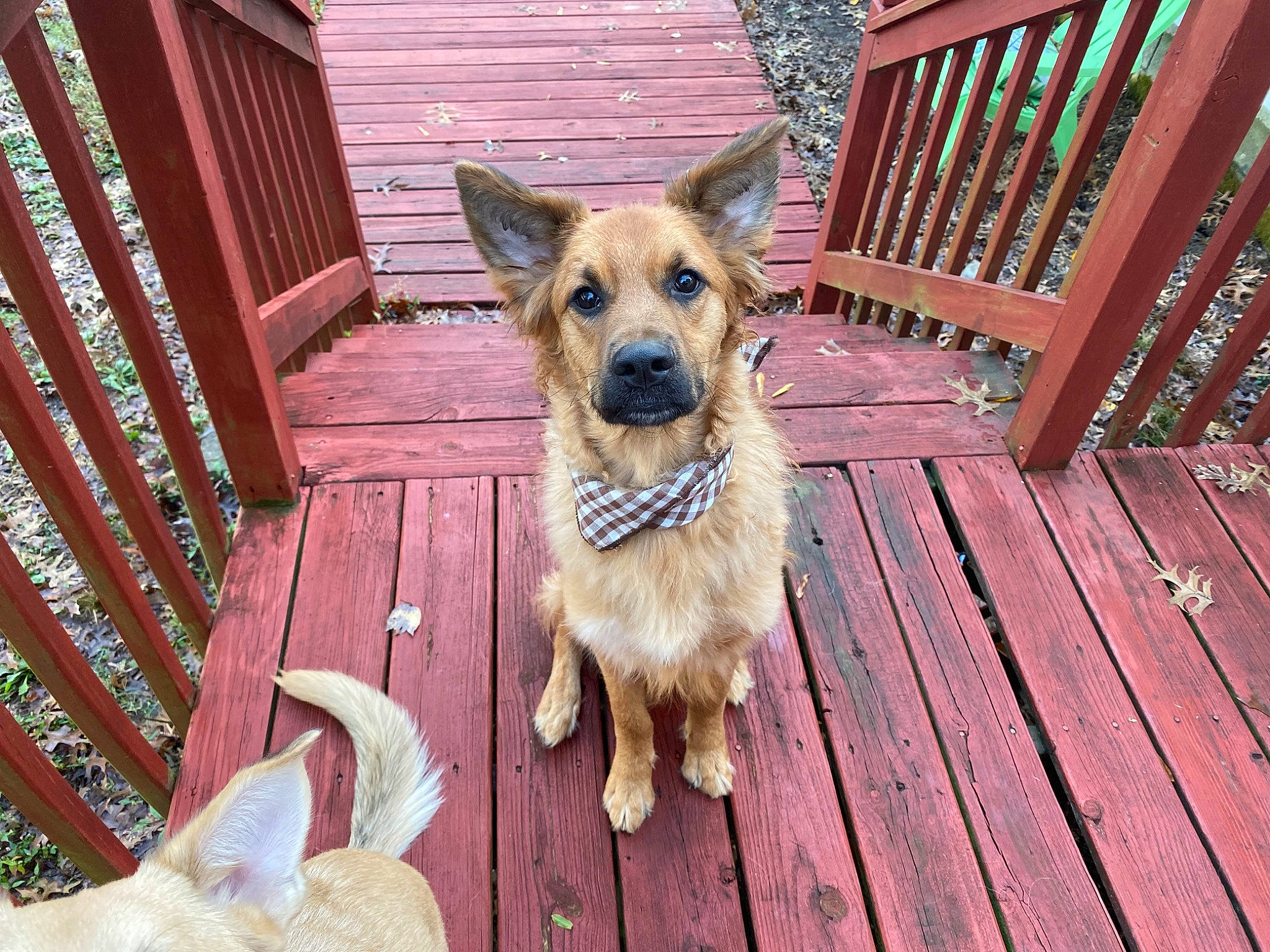 Ty Bear is registered to the contest to win money with this photo: basque_shepherd_dog, canidae, carnivore, companion_dog, dog, dog_breed, east_european_shepherd, fawn, german_shepherd_dog, home, king_shepherd, mammal, old_german_shepherd_dog, puppy, snout, vertebrate, window, wood, working_dog