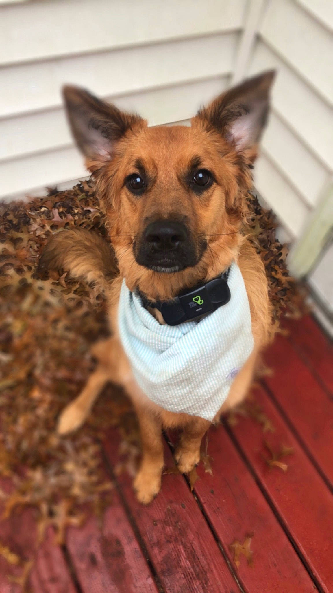 Ty Bear is registered to the contest to win money with this photo: canidae, carnivore, companion_dog, dog, dog_breed, fawn, mammal, rare_breed_dog, snout, working_dog