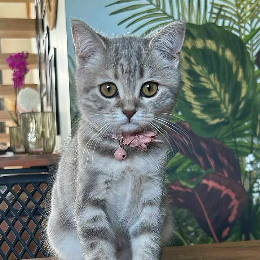 Romy participe au concours pour gagner de l'argent avec cette photo : animal, cat, diningtable, face, furniture, head, indoors, jar, kitten, manx, person, pet, photography, plant, planter, portrait, pottedplant, pottery, vase, wood