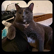 Stormie joined the competition — help win amazing prizes! cat, gray_cat, pet, relaxed, indoor, feline, paw, white_patch, animal, domestic_cat, lounging, calm, face, whiskers, fur, ears, eyes, cushion, glasses, household_items