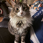 Cocoa is registered to the contest to win money with this photo: cat, fluffy, indoor, pet, animal, feline, fur, whiskers, sitting, wide_eyes, black_leather, pillow, dog_pattern, cozy, home, domestic, cute, portrait, closeup, background