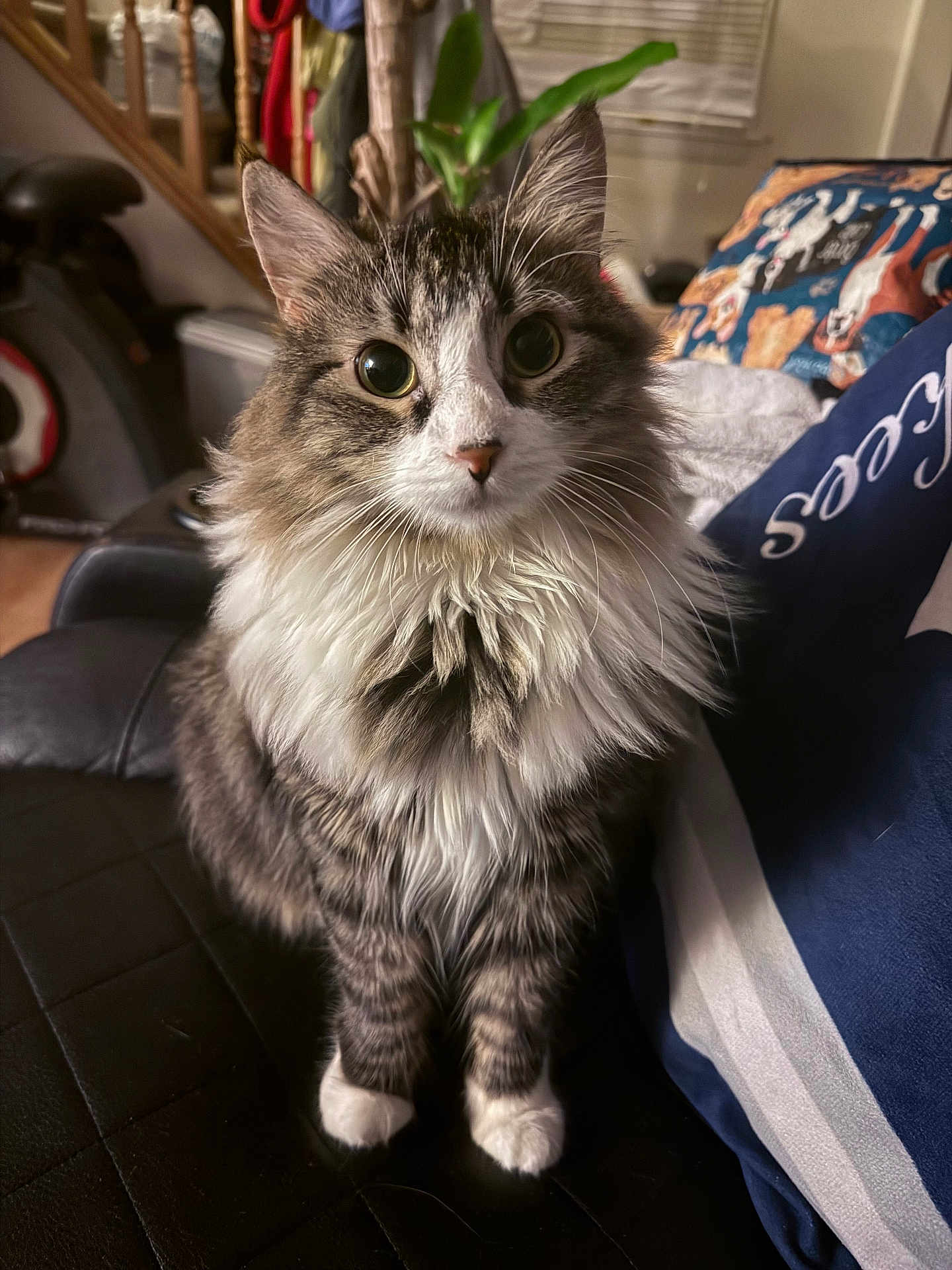 Cocoa