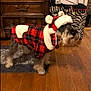 dog, christmas_outfit, plaid, red, white_trim, floor, wooden_floor, dresser, furniture, pet_clothing, indoor, carpet, zebra_pattern, box, decor, canine, fur, mammal, domestic_animal, holiday