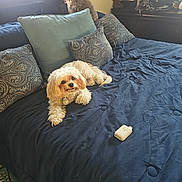 Teddybear joined the competition — help win amazing prizes! dog, bed, pillow, comforter, window, furniture, indoor, pet, fluffy, small_dog, decor, stuffed_animal, dressed, resting, looking, cozy, carpet, device, mirror, room
