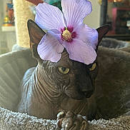 Ramses a rejoint le concours — aidez-le/la à gagner de superbes lots ! cat, sphynx_cat, flower, purple_flower, hairless, cat_tree, pet, indoor, cozy, close_up, paw, yellow_eyes, wrinkled_skin, feline, animal, resting, cute, domestic_animal, pet_accessory, plant