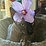 cat, sphynx_cat, flower, purple_flower, hairless, cat_tree, pet, indoor, cozy, close_up, paw, yellow_eyes, wrinkled_skin, feline, animal, resting, cute, domestic_animal, pet_accessory, plant