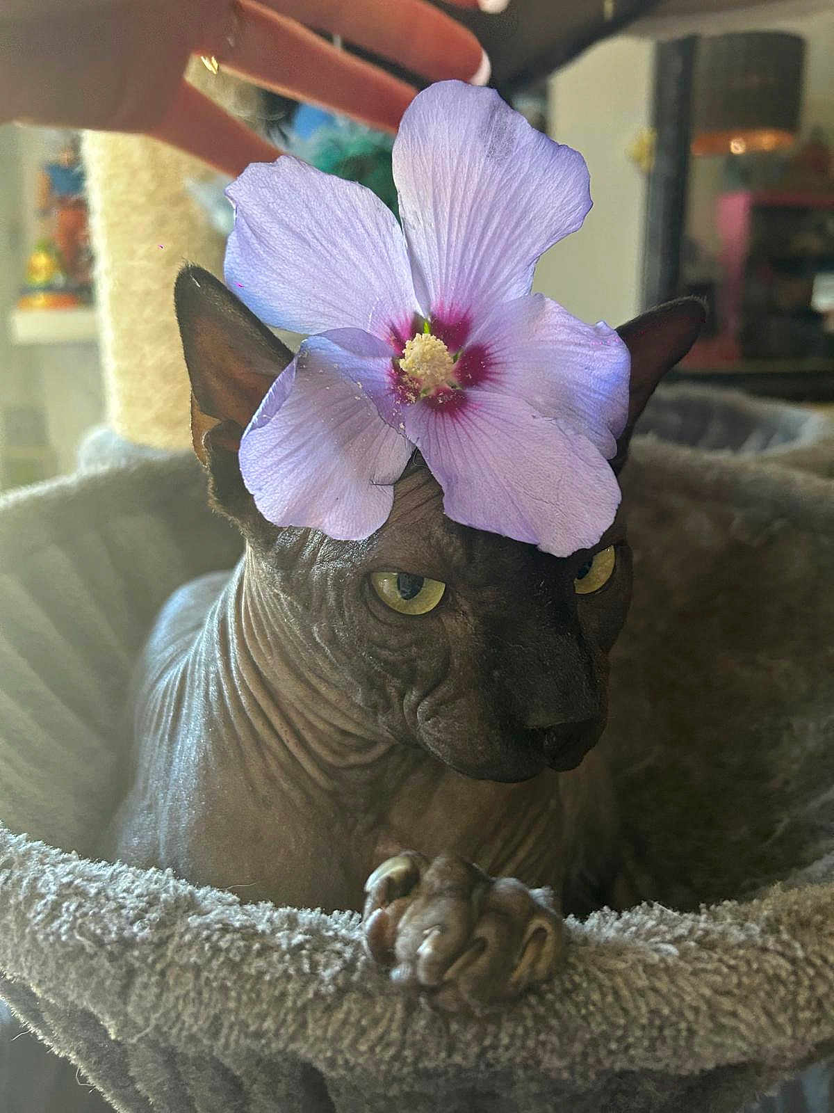 Ramses a rejoint le concours — aidez-le/la à gagner de superbes lots ! cat, sphynx_cat, flower, purple_flower, hairless, cat_tree, pet, indoor, cozy, close_up, paw, yellow_eyes, wrinkled_skin, feline, animal, resting, cute, domestic_animal, pet_accessory, plant