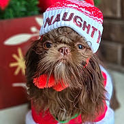 Gertrude is registered to the contest to win money with this photo: dog, brown, fluffy, hat, clothing, costume, christmas, holiday, cute, pet, animal, portrait, closeup, festive, red, white, indoors, decor, seasonal, adorable
