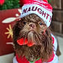 dog, brown, fluffy, hat, clothing, costume, christmas, holiday, cute, pet, animal, portrait, closeup, festive, red, white, indoors, decor, seasonal, adorable