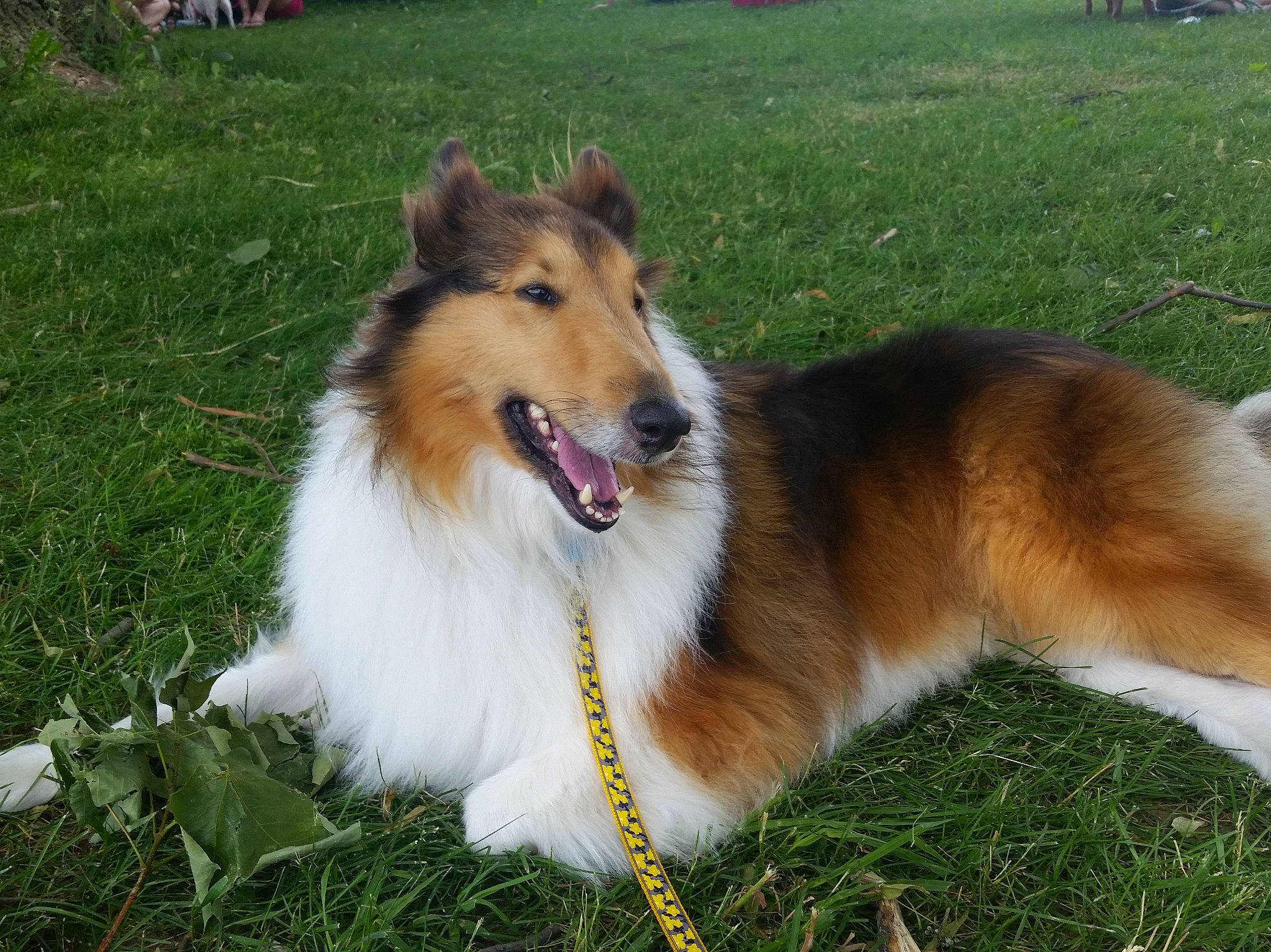 Lily joined the competition — help win amazing prizes! canidae, carnivore, collie, companion_dog, dog, dog_breed, fawn, fur, grass, herding_dog, plant, rough_collie, scotch_collie, shetland_sheepdog, snout, sporting_group, terrestrial_animal, whiskers, working_dog