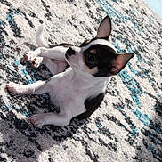 Ella joined the competition — help win amazing prizes! puppy, dog, black_and_white, small_dog, carpet, indoor, sunlight, patterned_rug, pet, cute, animal, young_dog, ears, fur, paw, lying_down, domestic_animal, companion, adorable, resting