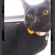 Annabelle is registered to the contest to win money with this photo: cat, black_cat, yellow_eyes, collar, sunflower_collar, pet, indoor, window_light, closeup, animal, feline, curious, portrait, domestic_cat, cute, whiskers, ears, fur, bell, bright_background
