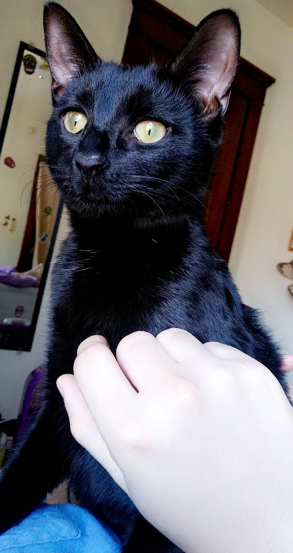 animal, black_cat, cat, close_up, companionship, cute, domestic_cat, door, feline, friendly, fur, gazing, hand, indoor, mirror, pet, soft_light, whiskers, wood, yellow_eyes