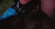 Jake is registered to the contest to win money with this photo: animal, black_cat, blanket, cat, closeup, cozy, dark, eyeliner, face, feline, indoor, intimate, makeup, person, pet, portrait, relaxation, resting, sleepy, snuggling