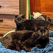Jake joined the competition — help win amazing prizes! animal, black_cat, blanket, blue_blanket, cat, cozy, curious, domestic_animal, door, drawer, eyes, feline, fur, household, indoor, pet, relaxing, resting, two_animals, wooden_furniture