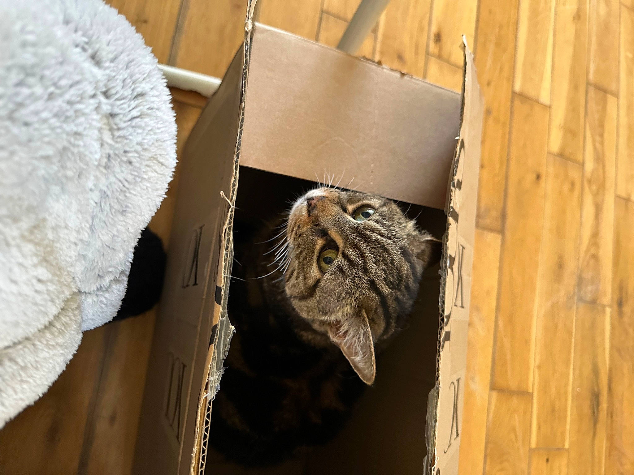 Felix is registered to the contest to win money with this photo: bird_of_prey, carnivore, cat, domestic_short_haired_cat, felidae, fur, hardwood, linens, natural_material, owl, pattern, plank, rectangle, room, small_to_medium_sized_cats, terrestrial_animal, whiskers, window, wood, wood_stain