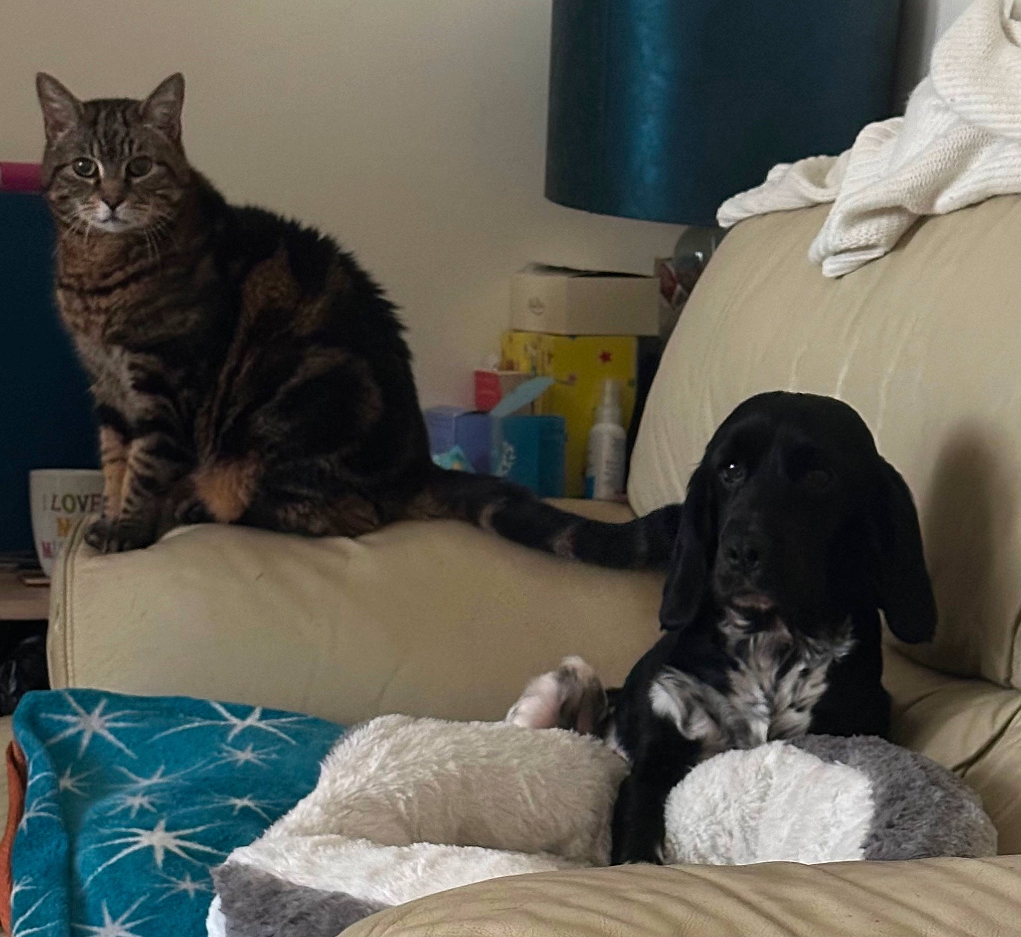 Felix is registered to the contest to win money with this photo: carnivore, cat, comfort, companion_dog, couch, dog, dog_breed, felidae, fur, grey, living_room, mammal, room, sitting, small_to_medium_sized_cats, snout, tail, vertebrate, whiskers, working_animal