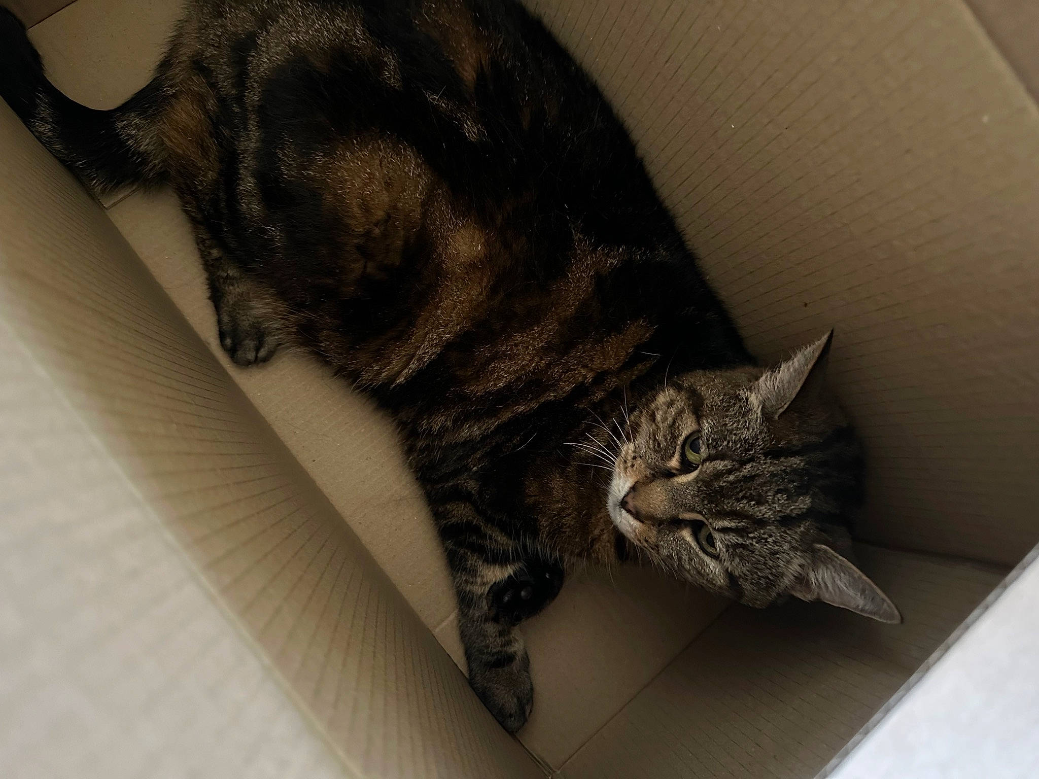 Felix is registered to the contest to win money with this photo: carnivore, cat, claw, comfort, domestic_short_haired_cat, ear, felidae, flooring, fur, grey, human_leg, nap, pattern, paw, sleep, small_to_medium_sized_cats, snout, tail, vertebrate, whiskers