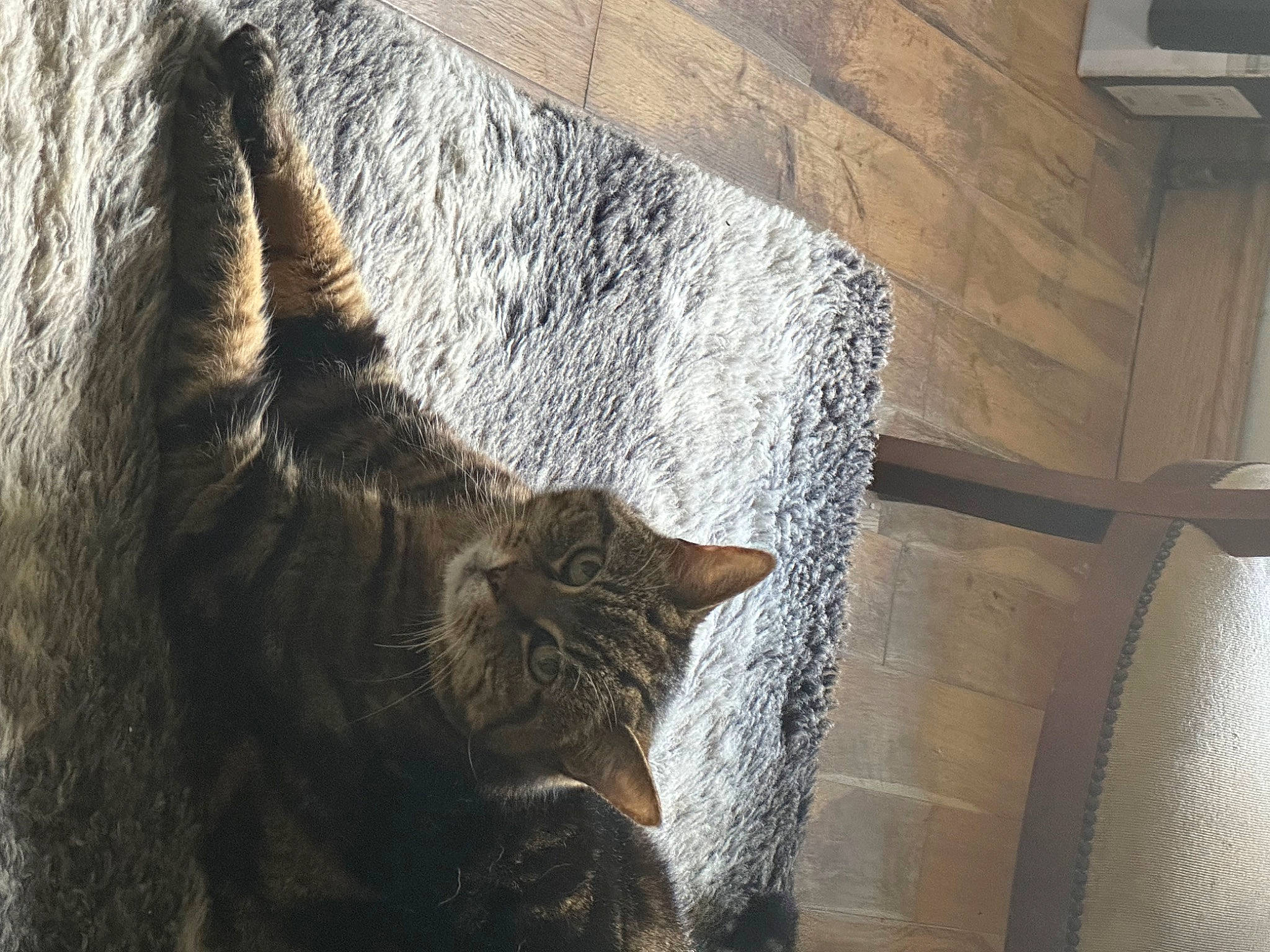 Felix joined the competition — help win amazing prizes! carnivore, cat, domestic_short_haired_cat, felidae, flooring, fur, grey, house, plant, shadow, small_to_medium_sized_cats, snout, tail, tints_and_shades, tree, trunk, vertebrate, whiskers, window, wood