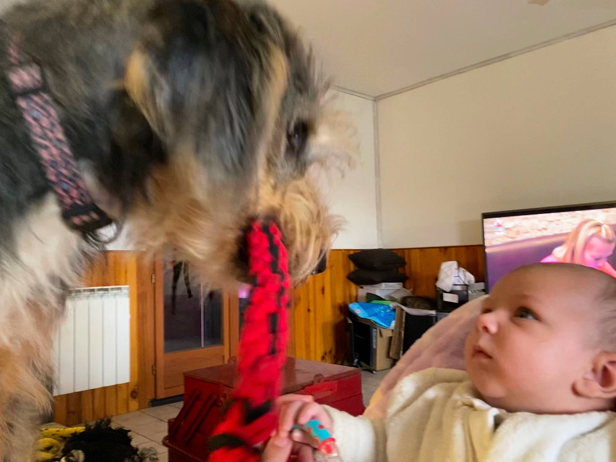 Neven participe au concours pour gagner de l'argent avec cette photo : baby, baby_toddler_clothing, canidae, carnivore, child, comfort, companion_dog, dog, dog_breed, flowerpot, fun, fur, headwear, herding_dog, person, plant, play, room, sporting_group, stuffed_toy