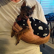 Snaggle is registered to the contest to win money with this photo: dog, person, indoor, clothing, white_shirt, hand, pet, small_dog, costume, stars, moons, fur, tongue_out, wild_hair, holding, sitting, face, collar, window_blinds, table