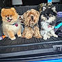 adorable, alert, animal, black_dog, brown_dog, collar, companion, cute, dog, fluffy, friendship, fur, indoor, orange_dog, pet, sitting, small_dog, tag, three_animals, vehicle_interior